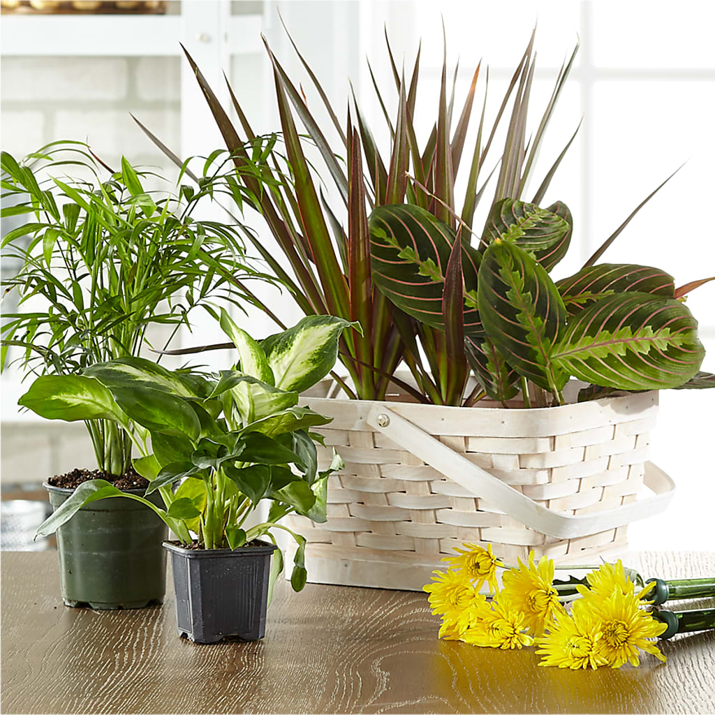 Florist Designed Blooming and Green Plants in a Basket – M & R FLOWER AND GIFT SHOP, Lancaster CA