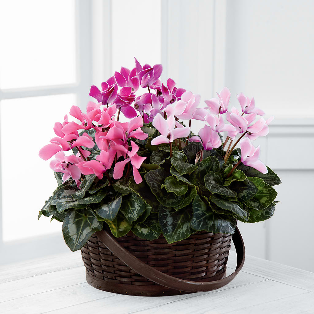 Mixed Cyclamen Planter – M & R FLOWER AND GIFT SHOP, Lancaster CA