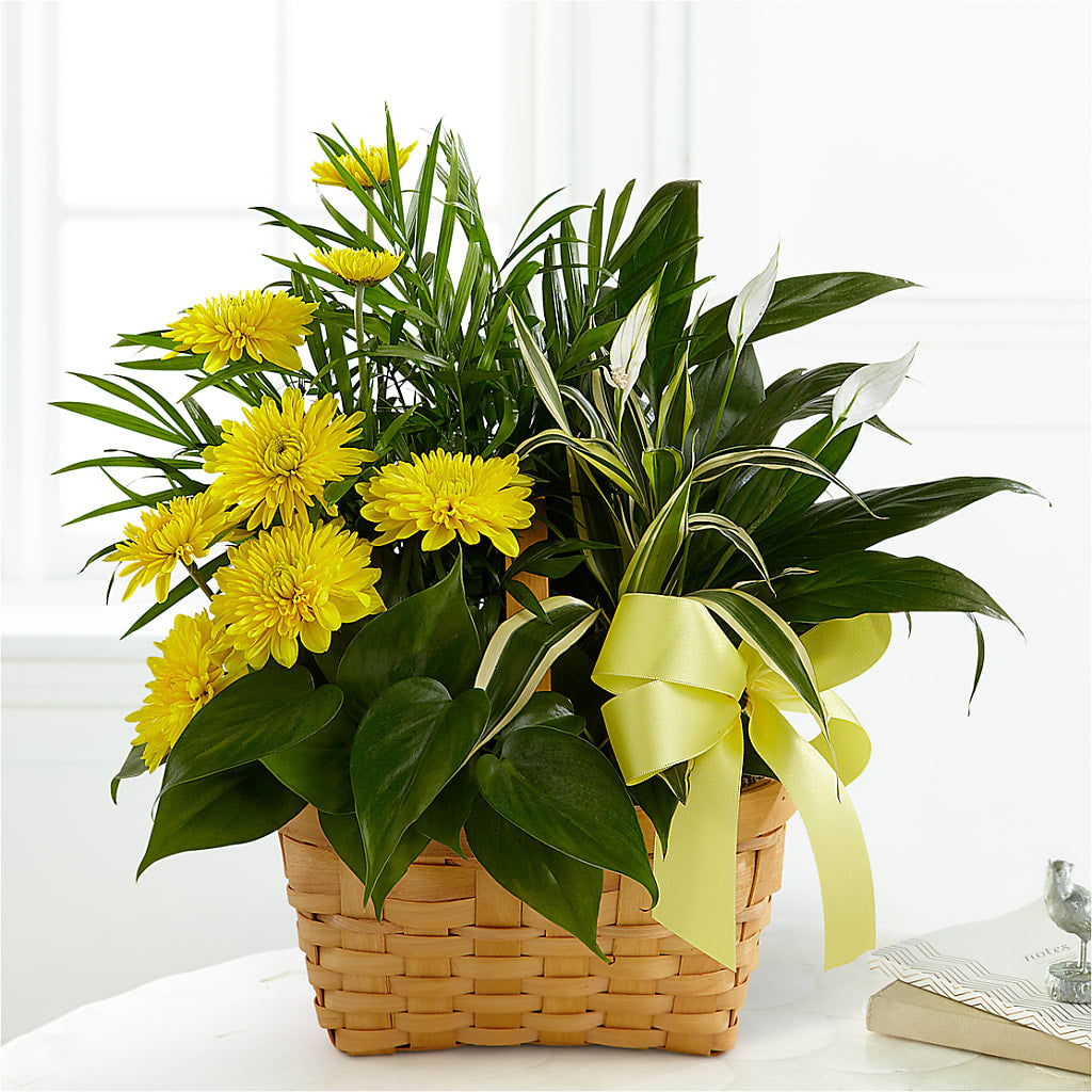 Loving Light Dishgarden – M & R FLOWER AND GIFT SHOP, Lancaster CA