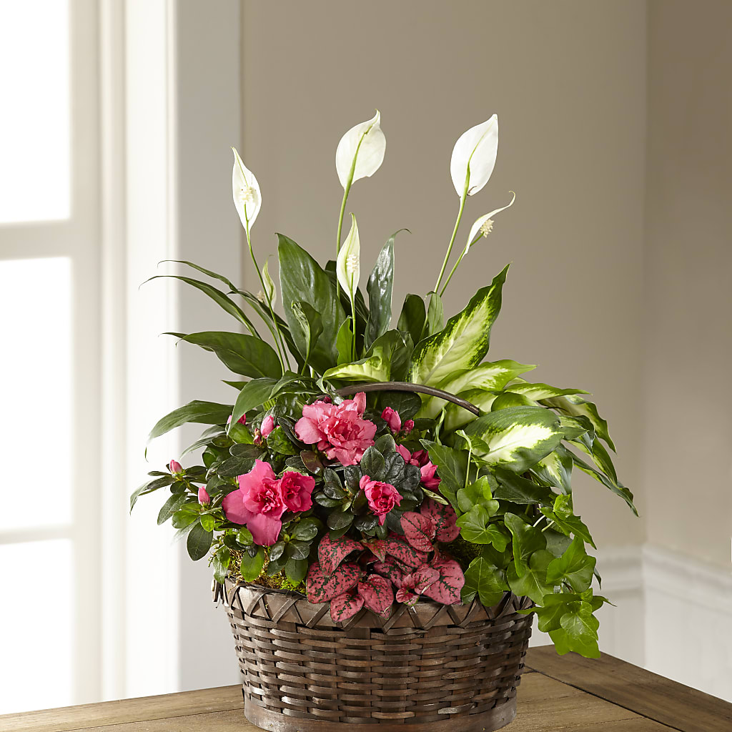 Dream in Pink Dishgarden – M & R FLOWER AND GIFT SHOP, Lancaster CA