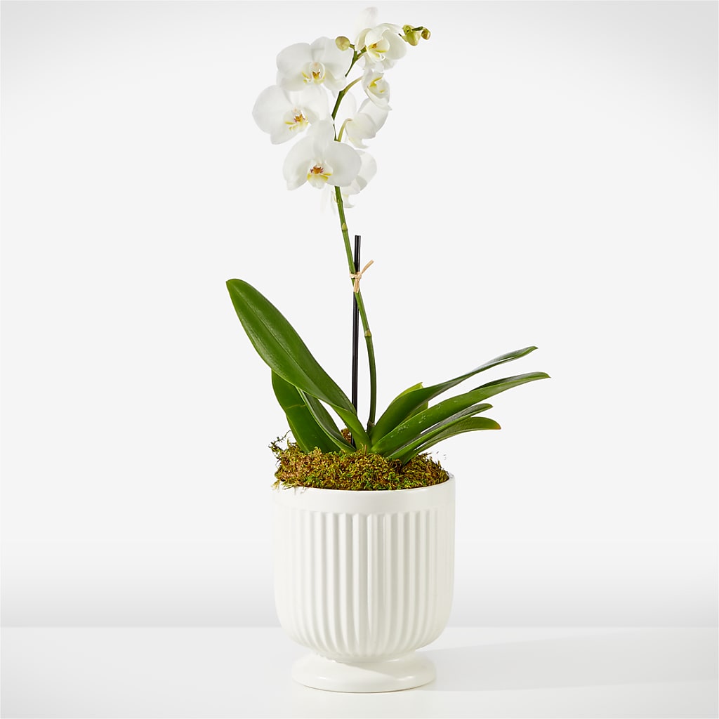 Whispering White Orchid – M & R FLOWER AND GIFT SHOP, Lancaster CA
