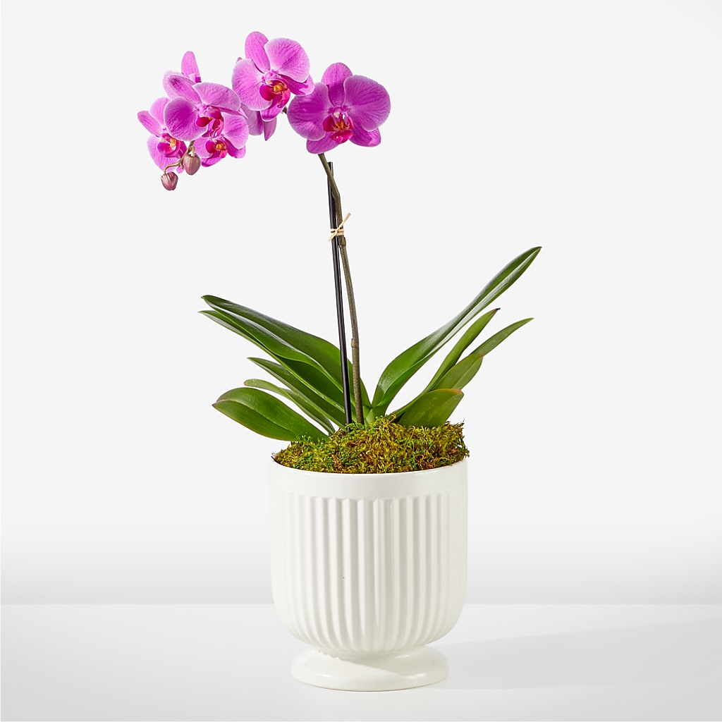 Friendly Fuchsia Orchid – M & R FLOWER AND GIFT SHOP, Lancaster CA