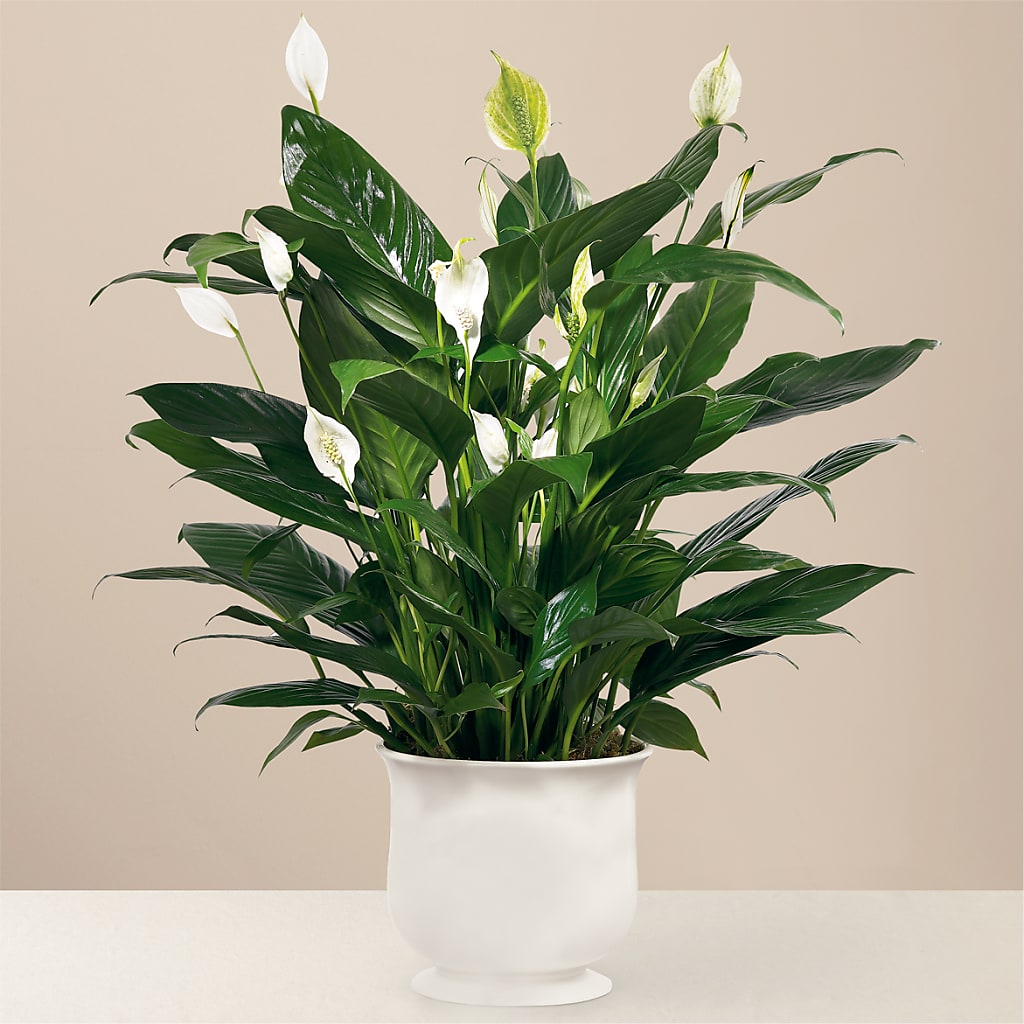 Comfort Planter – M & R FLOWER AND GIFT SHOP, Lancaster CA