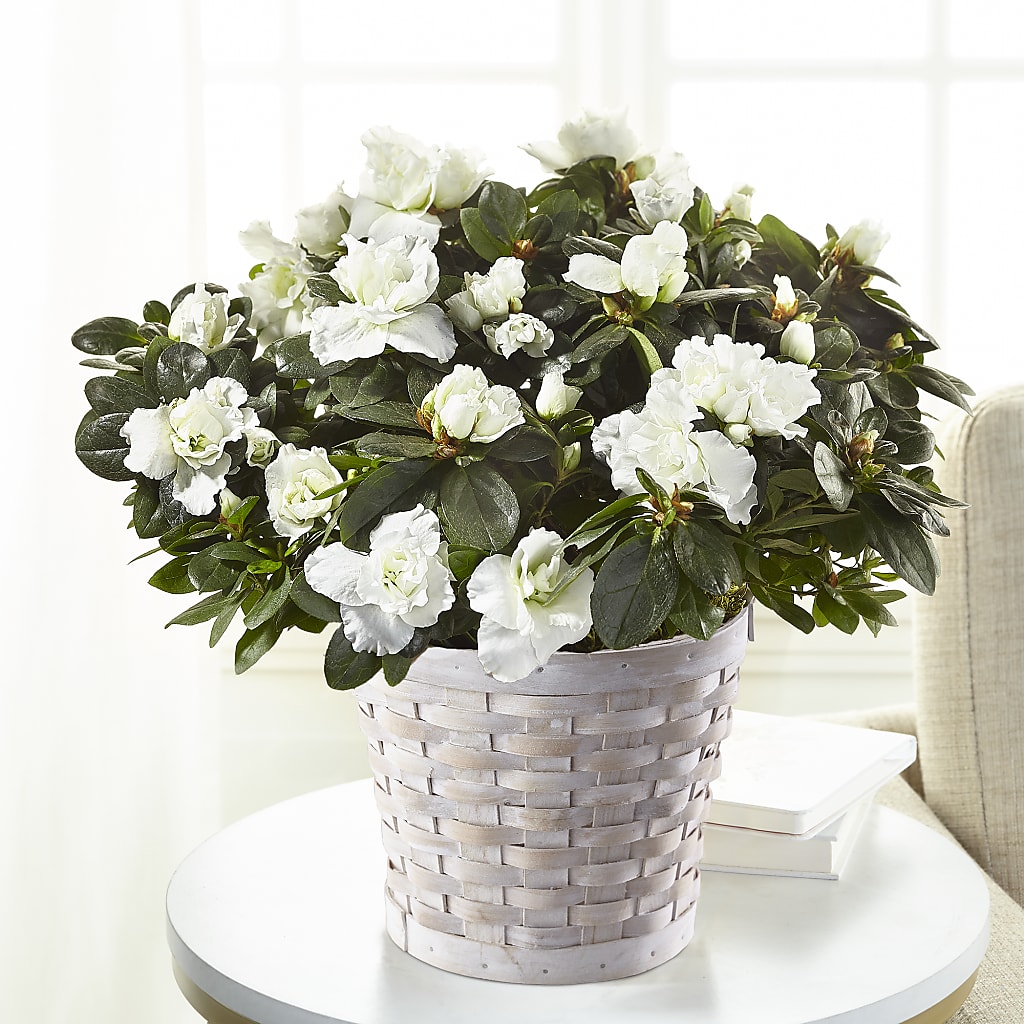 White Azalea Plant – M & R FLOWER AND GIFT SHOP, Lancaster CA