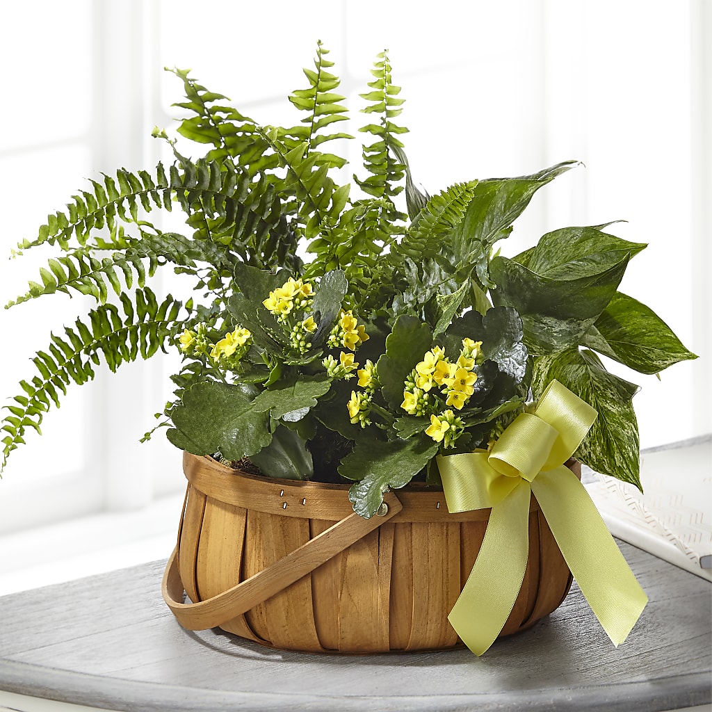 Always Dear Dishgarden – M & R FLOWER AND GIFT SHOP, Lancaster CA