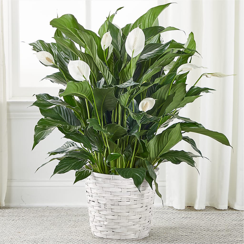 A New Leaf Peace Lily – M & R FLOWER AND GIFT SHOP, Lancaster CA