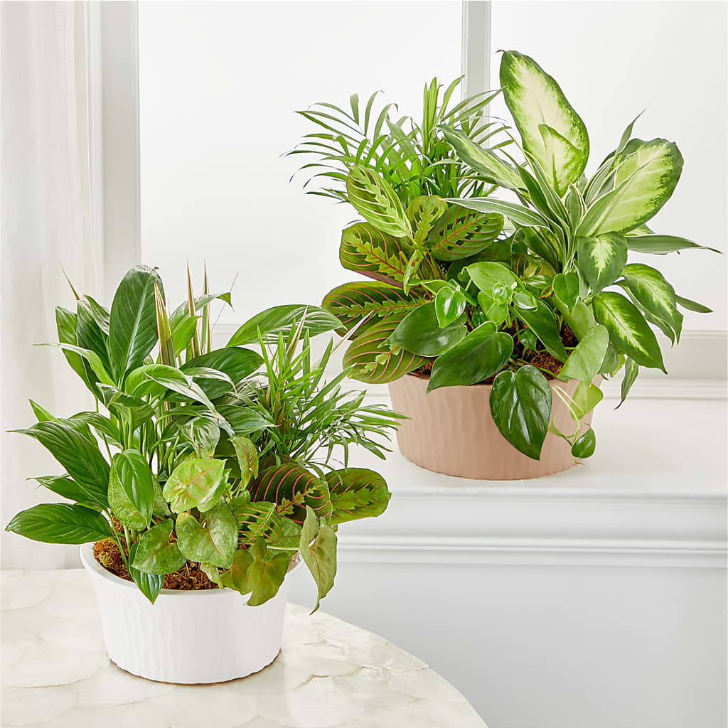 Balance & Harmony Dishgarden – M & R FLOWER AND GIFT SHOP, Lancaster CA