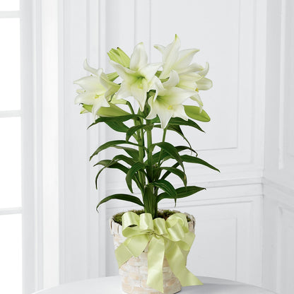 Easter Lily Plant – M & R FLOWER AND GIFT SHOP, Lancaster CA