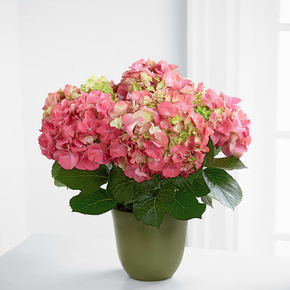Pink Hydrangea Planter – M & R FLOWER AND GIFT SHOP, Lancaster CA