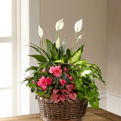 Dream in Pink Dishgarden – M & R FLOWER AND GIFT SHOP, Lancaster CA
