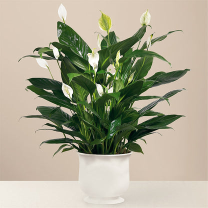 Comfort Planter – M & R FLOWER AND GIFT SHOP, Lancaster CA