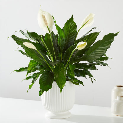 Comfort Planter – M & R FLOWER AND GIFT SHOP, Lancaster CA