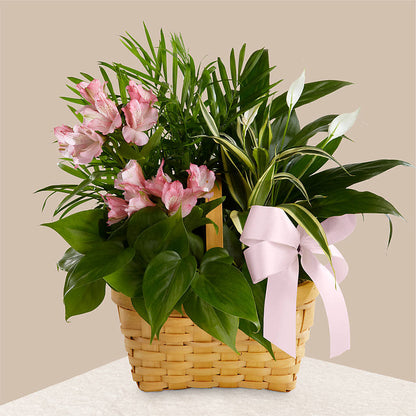 Living Spirit Dishgarden – M & R FLOWER AND GIFT SHOP, Lancaster CA