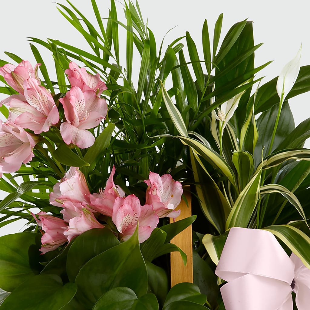 Living Spirit Dishgarden – M & R FLOWER AND GIFT SHOP, Lancaster CA