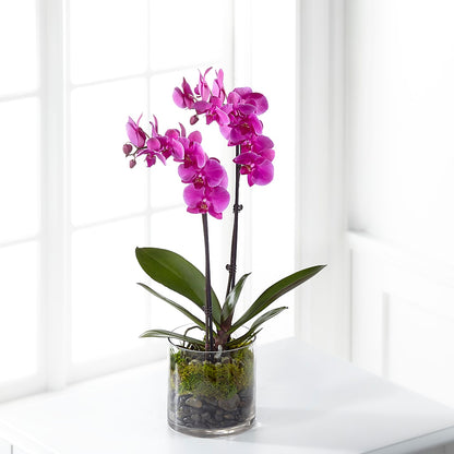 Pink Orchid Plant – M & R FLOWER AND GIFT SHOP, Lancaster CA