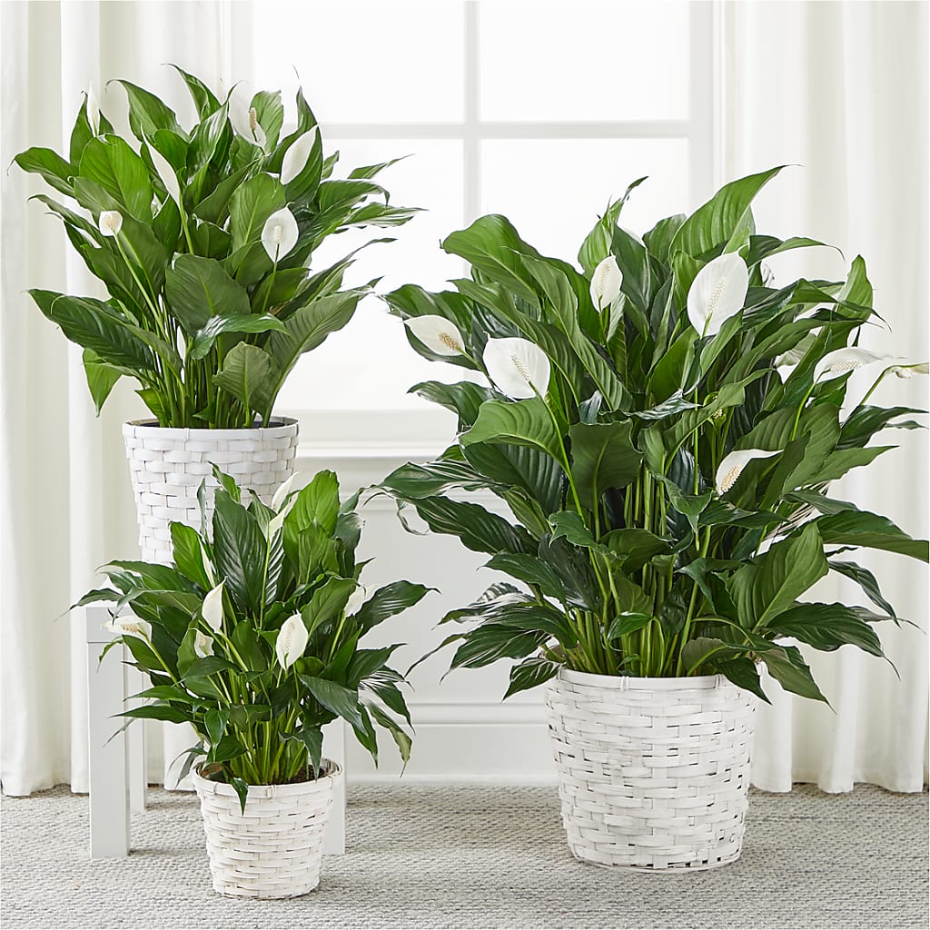 A New Leaf Peace Lily – M & R FLOWER AND GIFT SHOP, Lancaster CA
