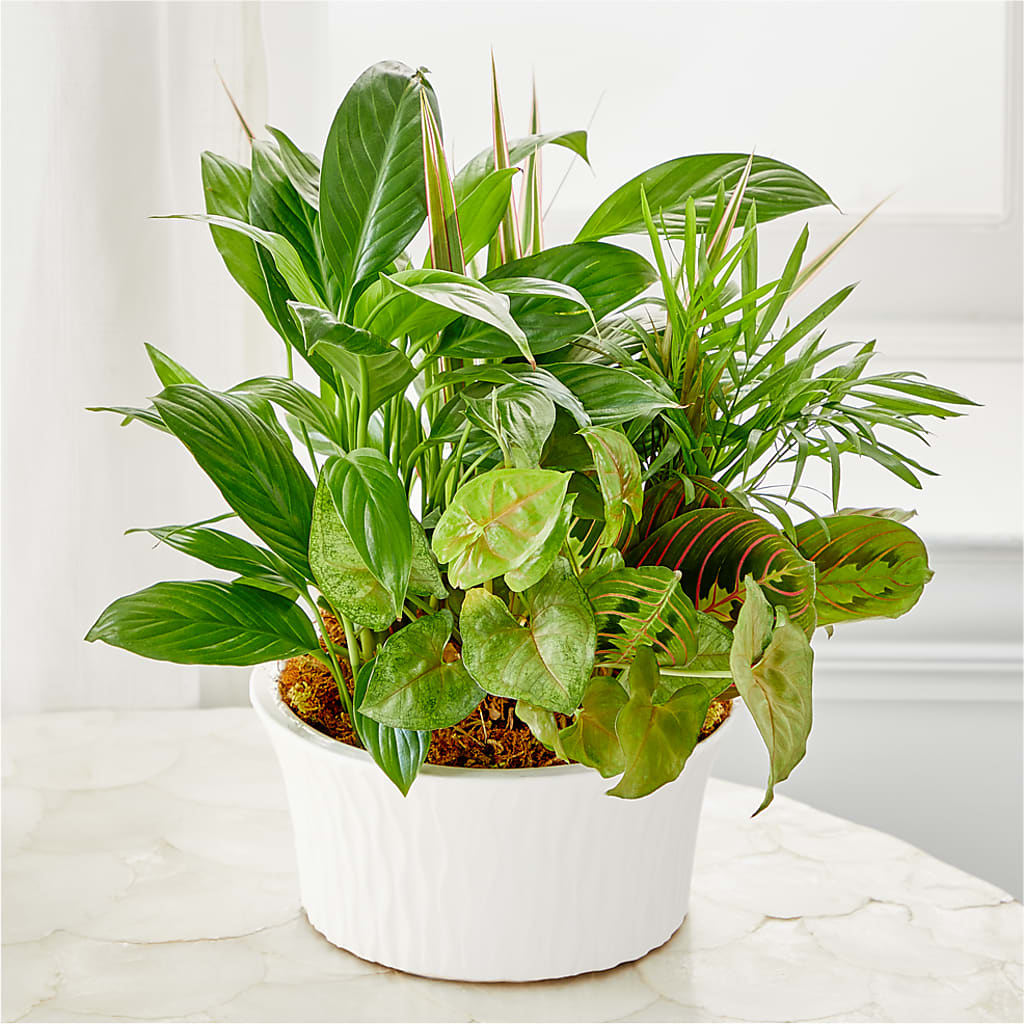 Balance & Harmony Dishgarden – M & R FLOWER AND GIFT SHOP, Lancaster CA