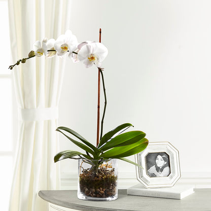 White Orchid Planter – M & R FLOWER AND GIFT SHOP, Lancaster CA